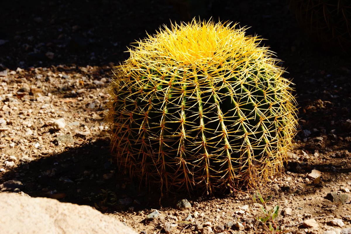 Golden Barrel Cactus: An Amazing Source Of Food For Desert Pollinators ...